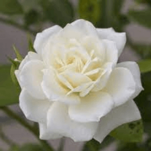Global Rose Flower