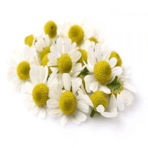 Chamomile White Flower