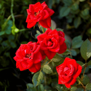 Red Rose Bunch